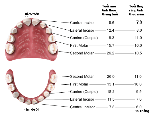 Hình thể răng và tuổi mọc răng trẻ em